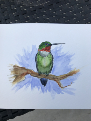 Colibri vert (aquarelle)